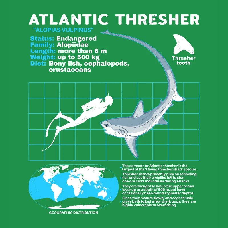 Thresher Shark Datasheet