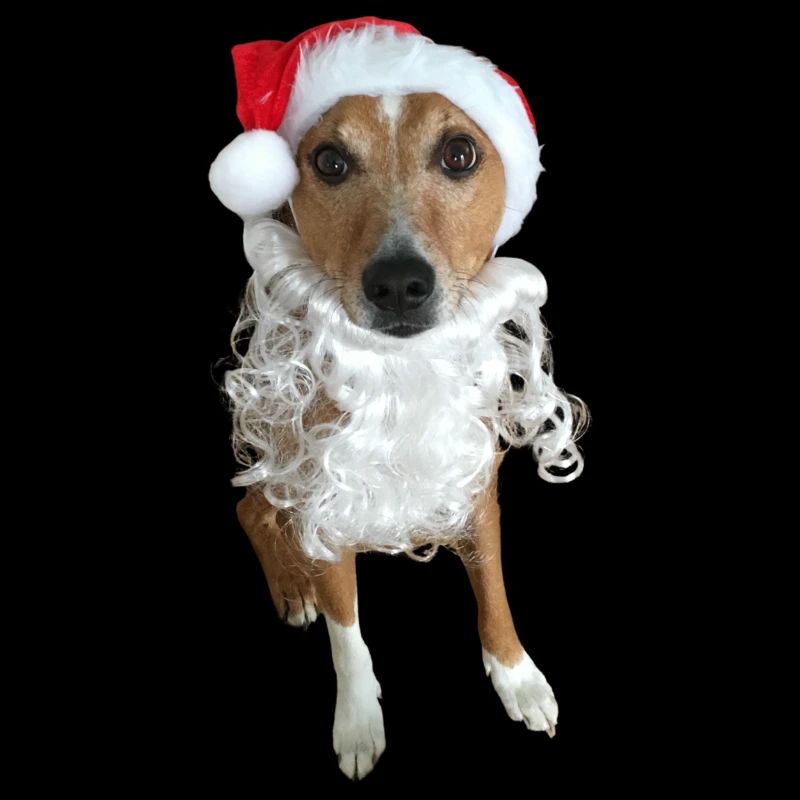 Hund als Weihnachtsmann