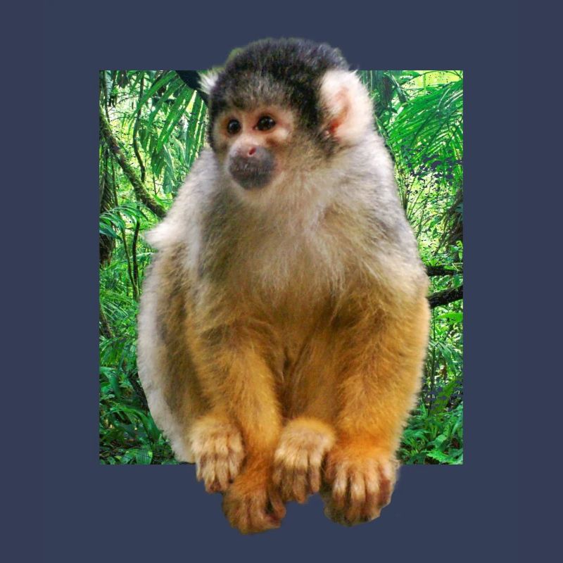 Squirrel monkey squirrel monkey