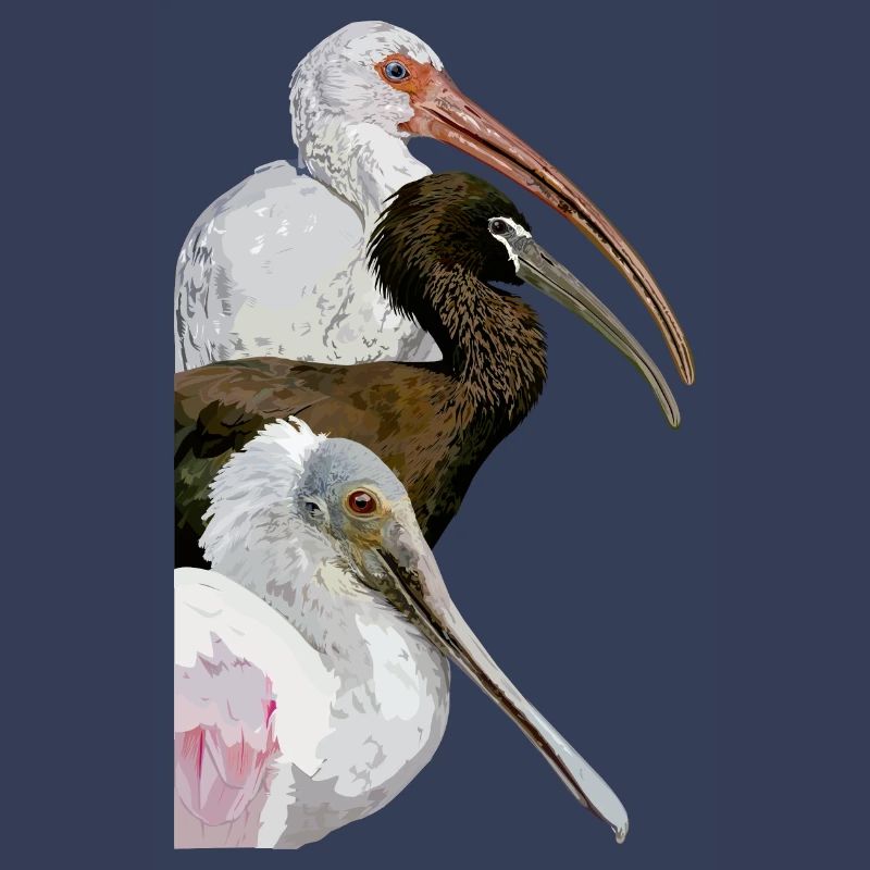 Ibis et spatule