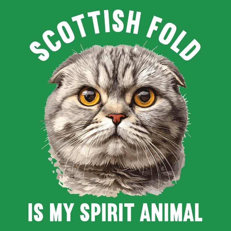 Scottish Fold Kätzchen Scottish Fold Katze