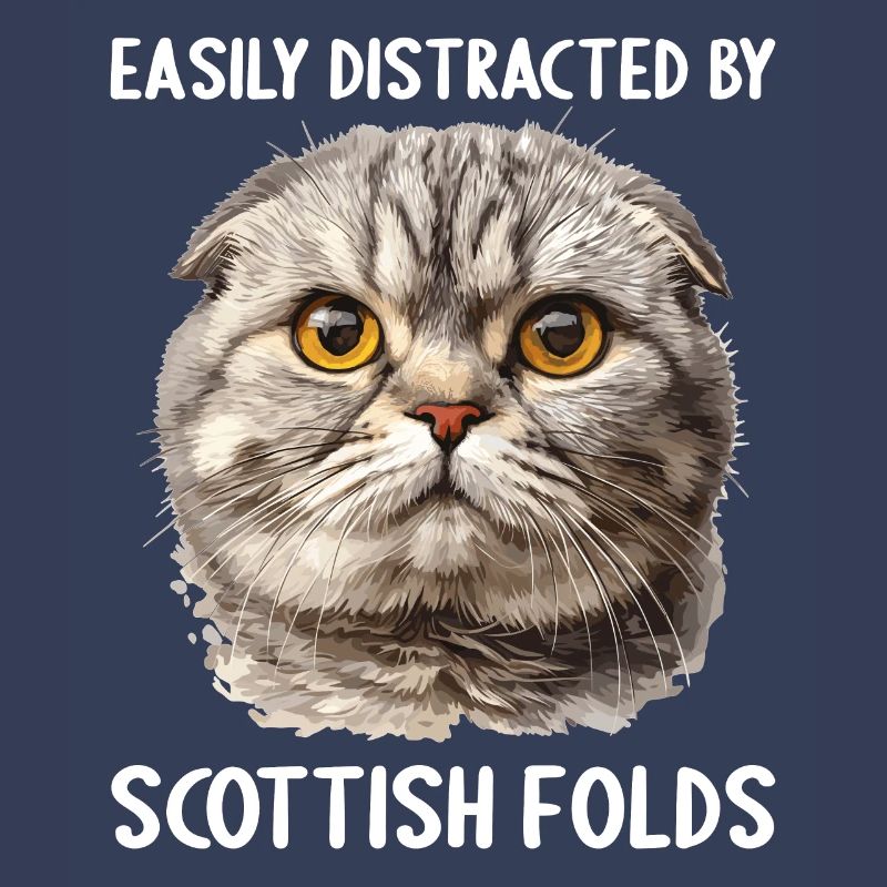 Scottish Fold Kätzchen Scottish Fold Katze