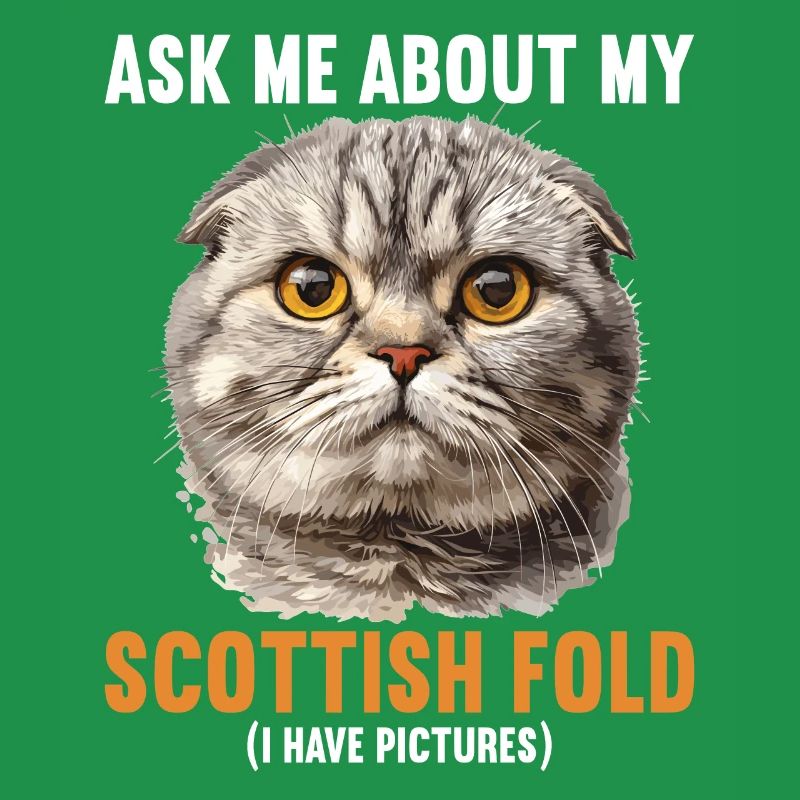 Scottish Fold Kitten Scottish Fold Cat