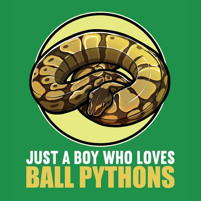 Ball Python Königspythons Königspython