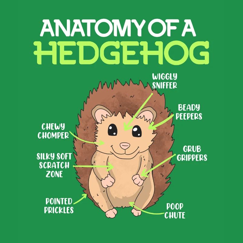 Anatomie eines Igel