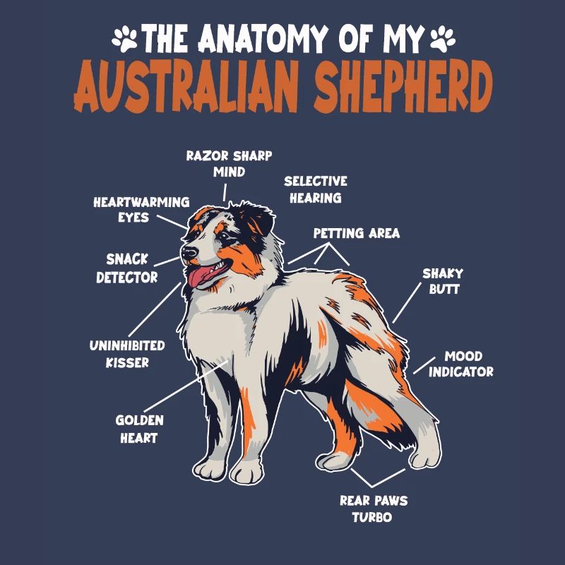 Australian Shepherd Aussie Anatomie Aussie