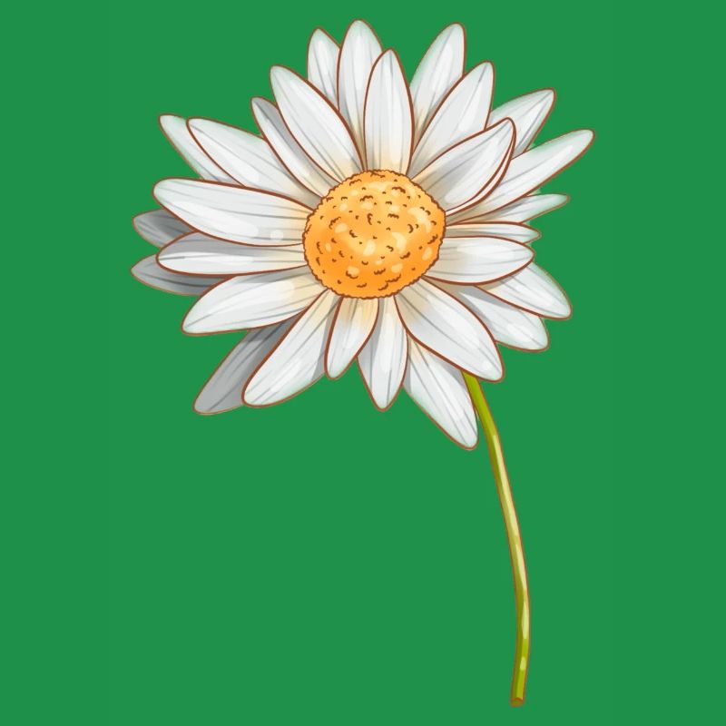 Daisy
