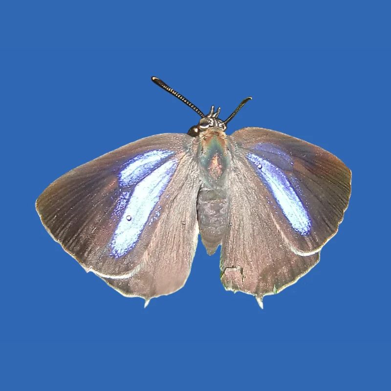 Blauer Eichen-Zipfelfalter