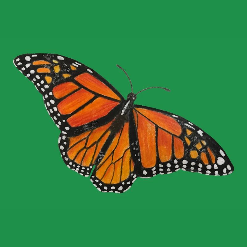 Papillon Monarque Papillon Entomologiste Errant Fold