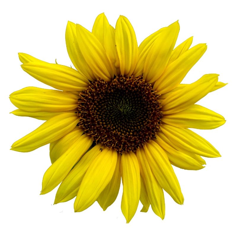 Sonnenblume
