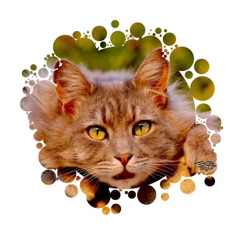 Katzenkinder