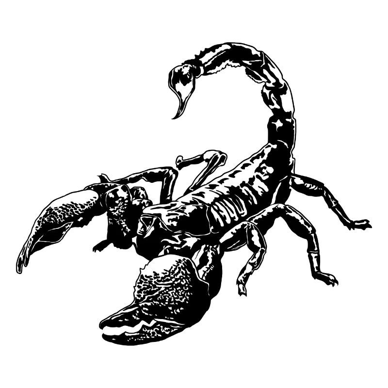 Cool Scorpion Insect Sketch Graphic Scorpion Lover