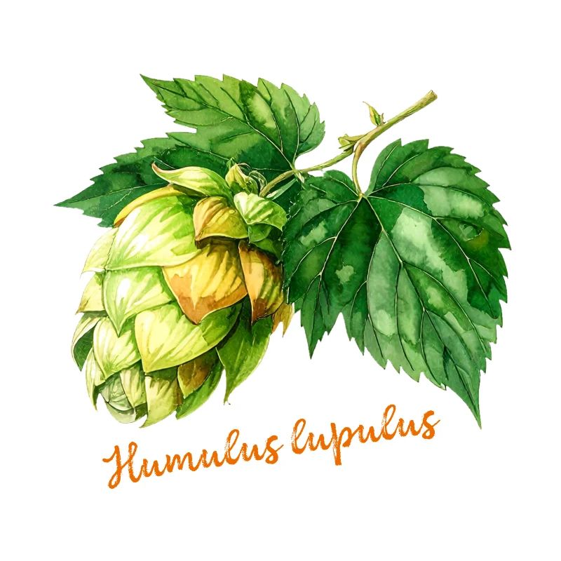 Humulus lupulus - botanical illustration