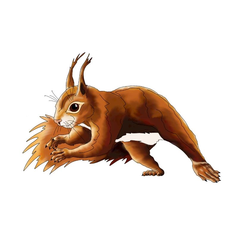 Eichhörnchen 6