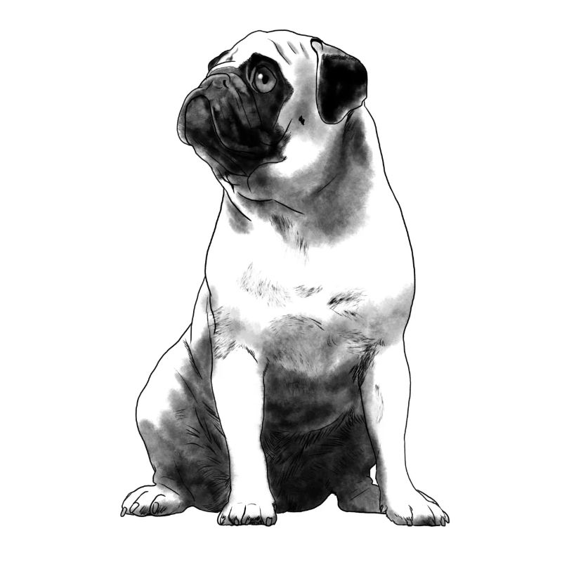 Sitzender Mops Hund