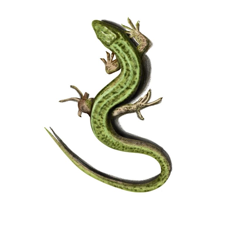 Lizard