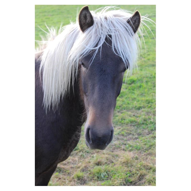 Affiche Cheval Cheval