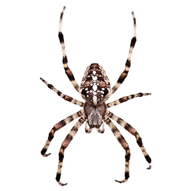 Araignée