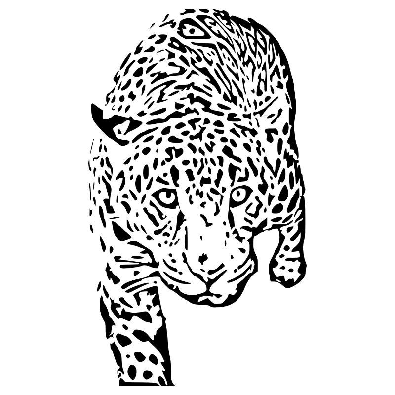 leopard schwarz schwarzer Leopard