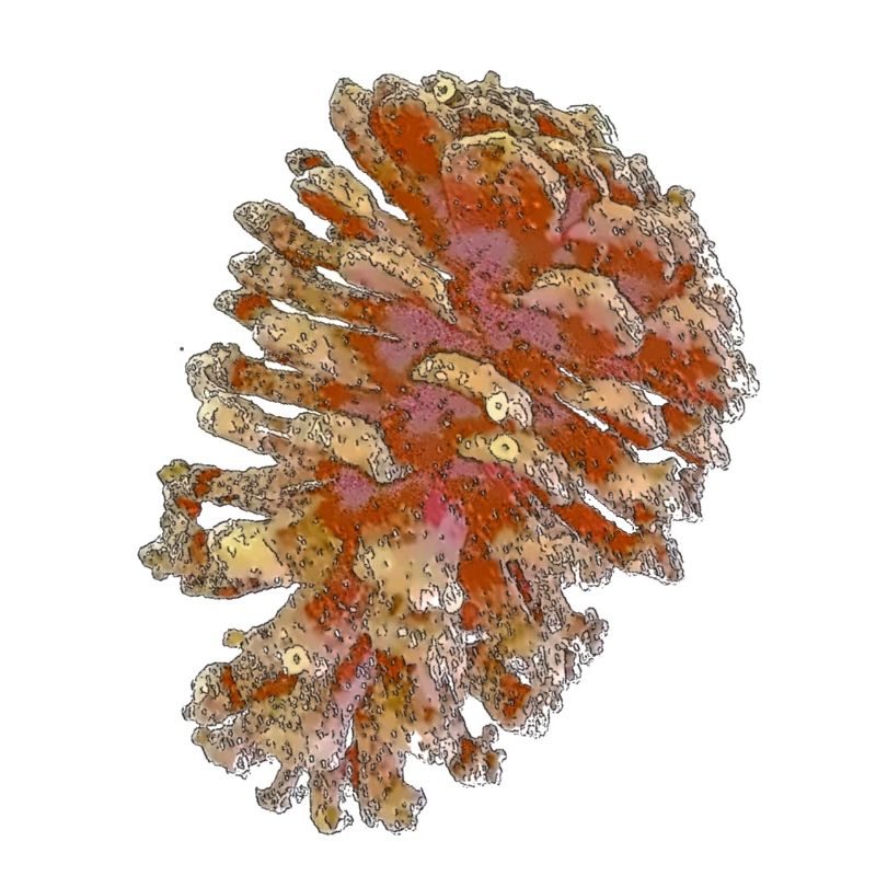 cones