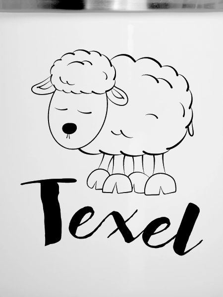 Texel Schaf