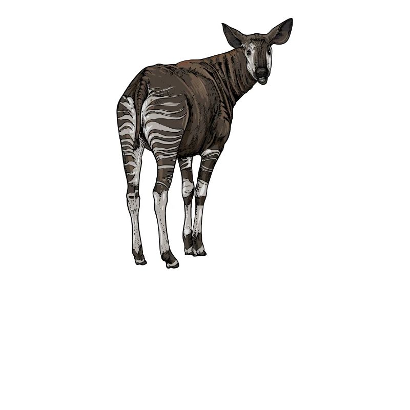 Okapi I girafe de la forêt tropicale pour