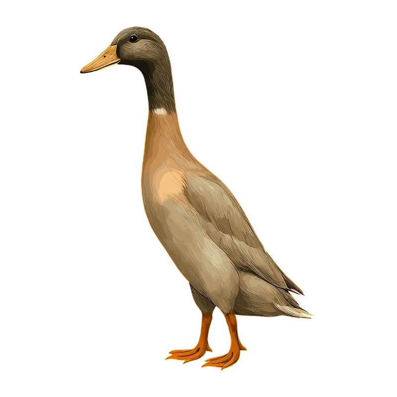 Canard indien élevage Canard mignon Canard canard