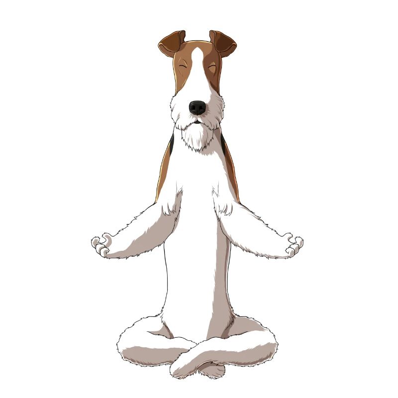 Meditating Wire Haired fox Terrier Dog