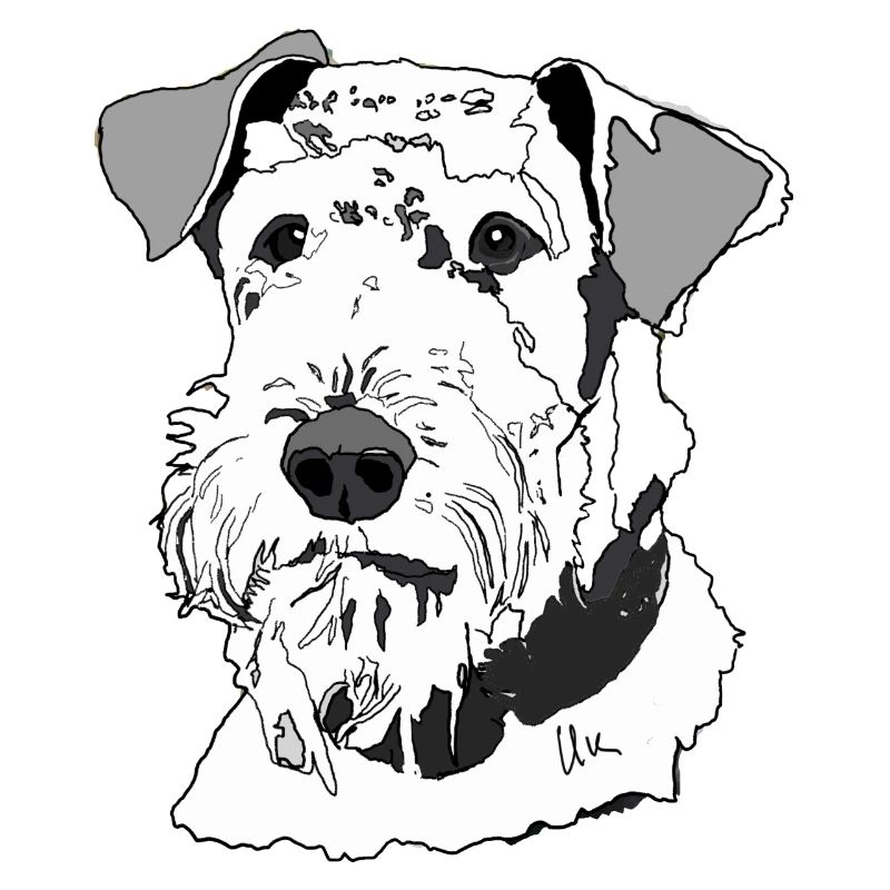 Airedale Terrier
