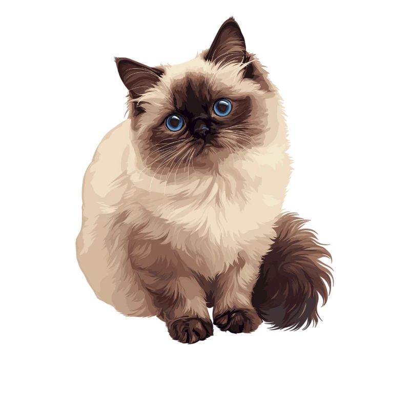 Himalayan Cat Colourpoint Katze