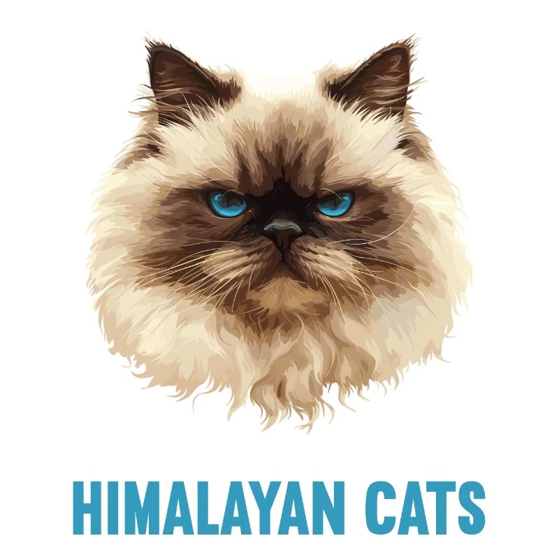 Himalayan Cat Colourpoint Katze