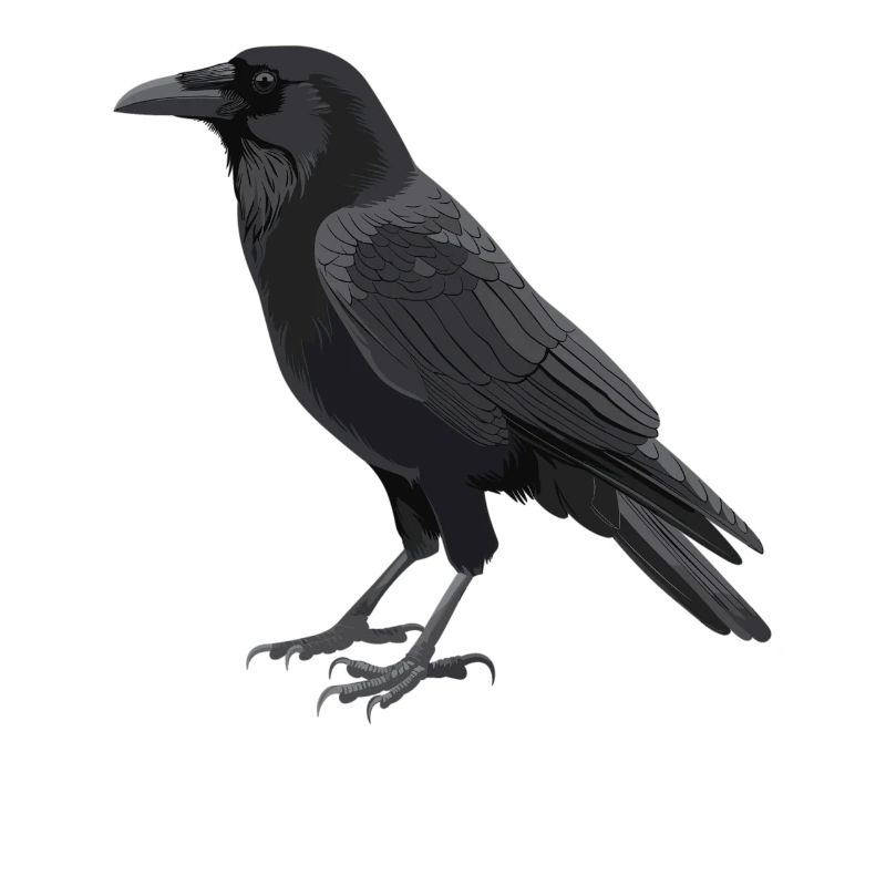 Krähen Krähe