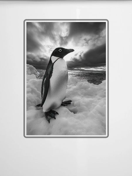 Pinguine Pinguin