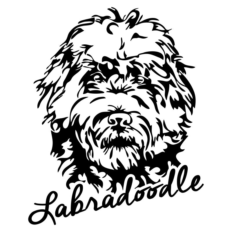 LABRADOODLE chien canin Wilsigns