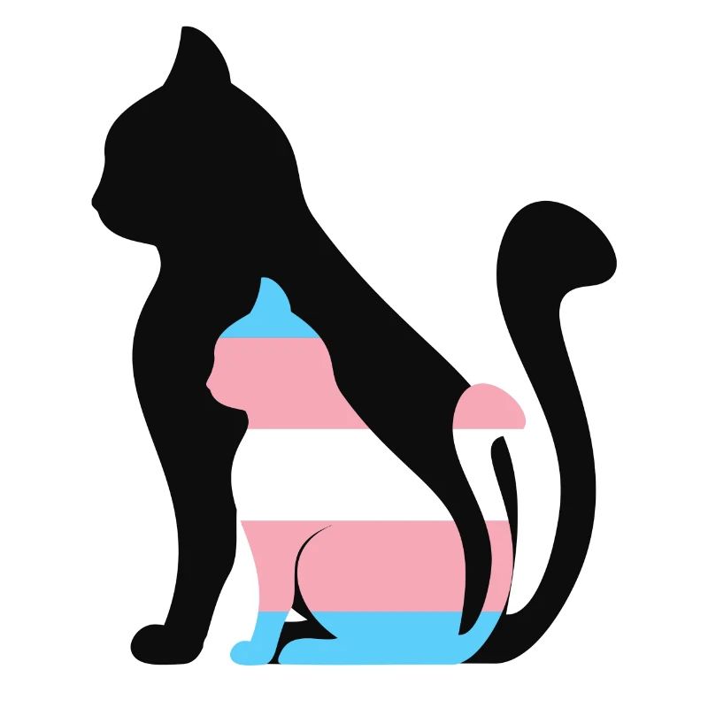 Bébé chat trans