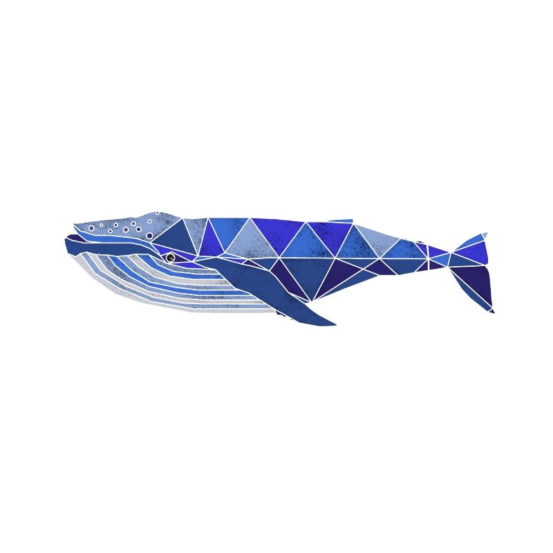 rorqual commun