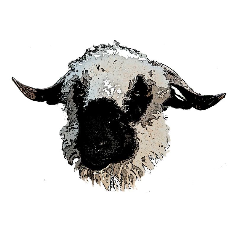 Walliser black-nosed sheep