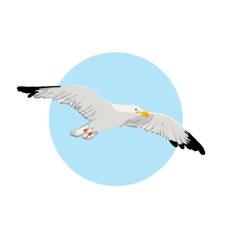 Möwe