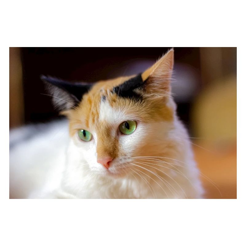 le chat au doux regard