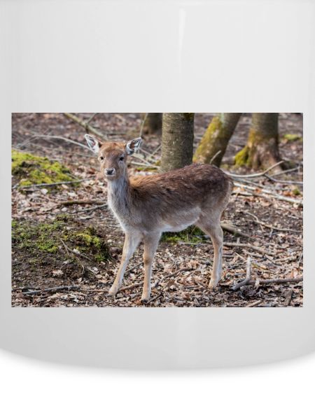 Damhirsch Damwild Dama