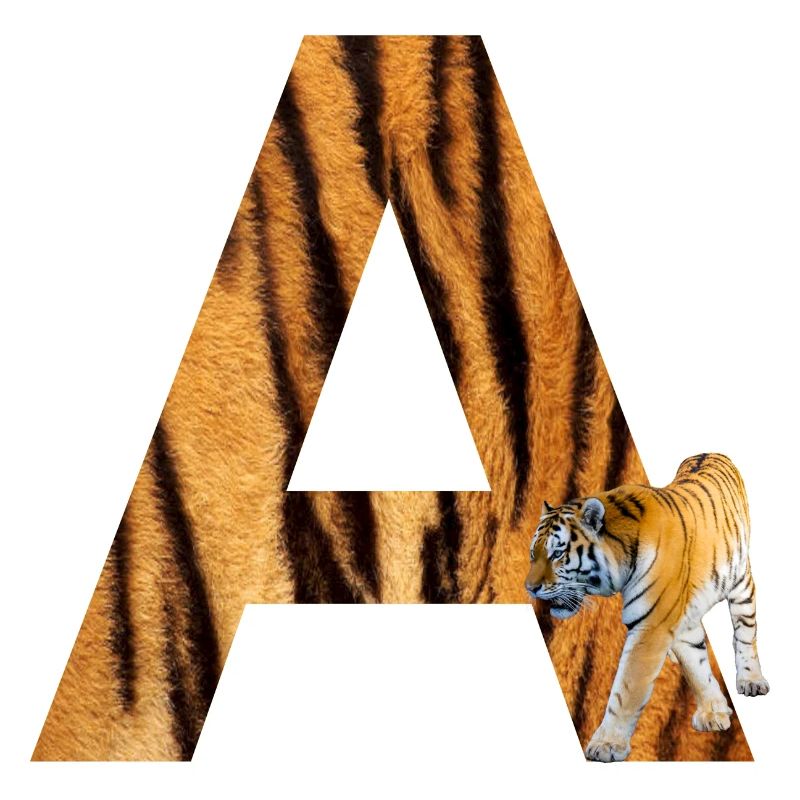 tiger a