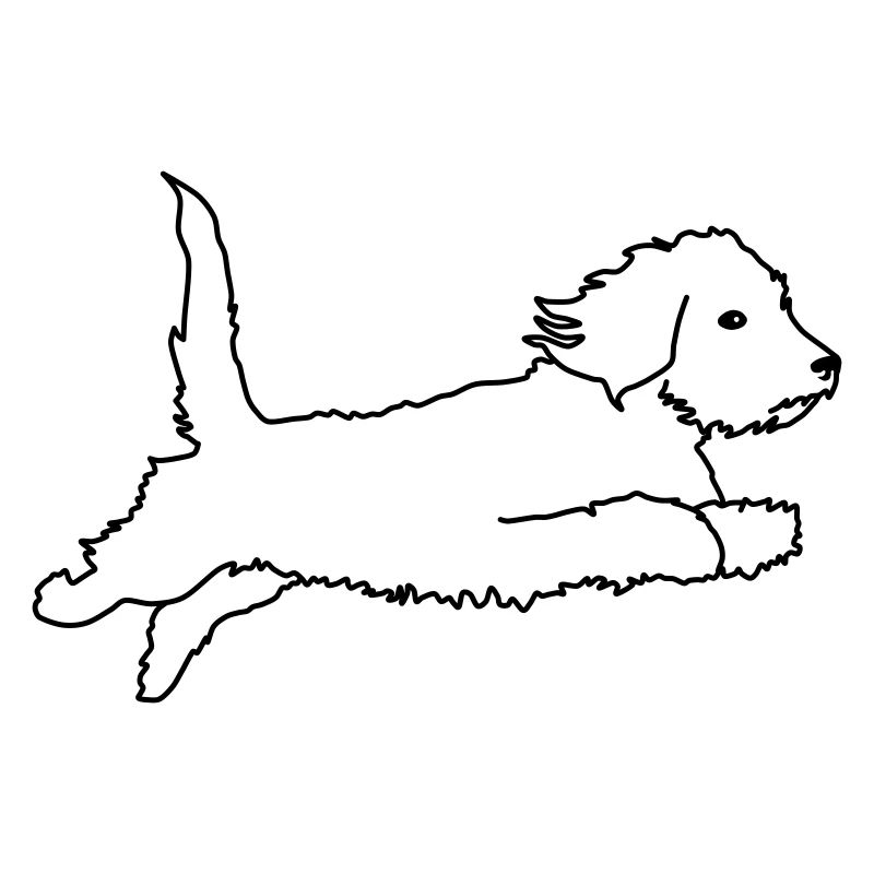 Wire-haired dachshund flying