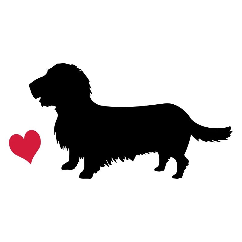 Rough-haired dachshund