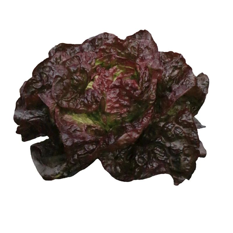 Lettuce head red