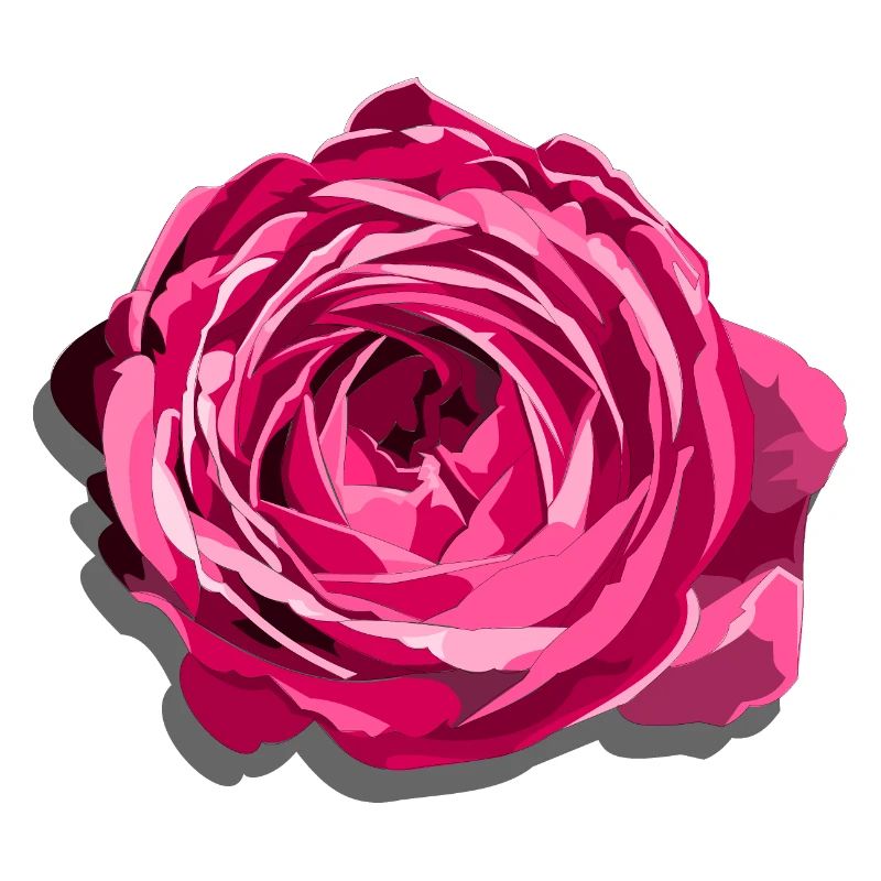 Blüte einer Roten Rose