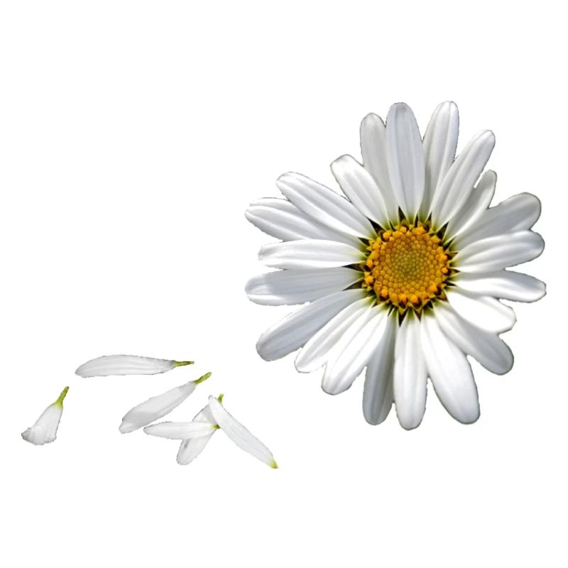 daisy