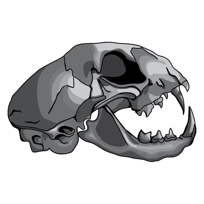 cat skull