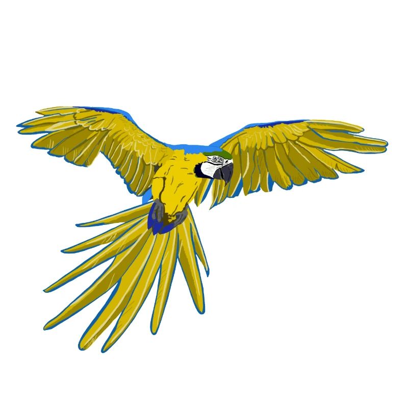 Yellow-breasted macaw in flight Ara ararauna