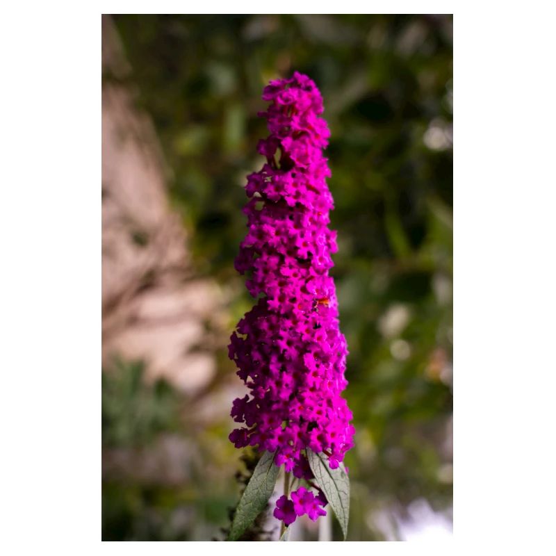 Steadfast lilac