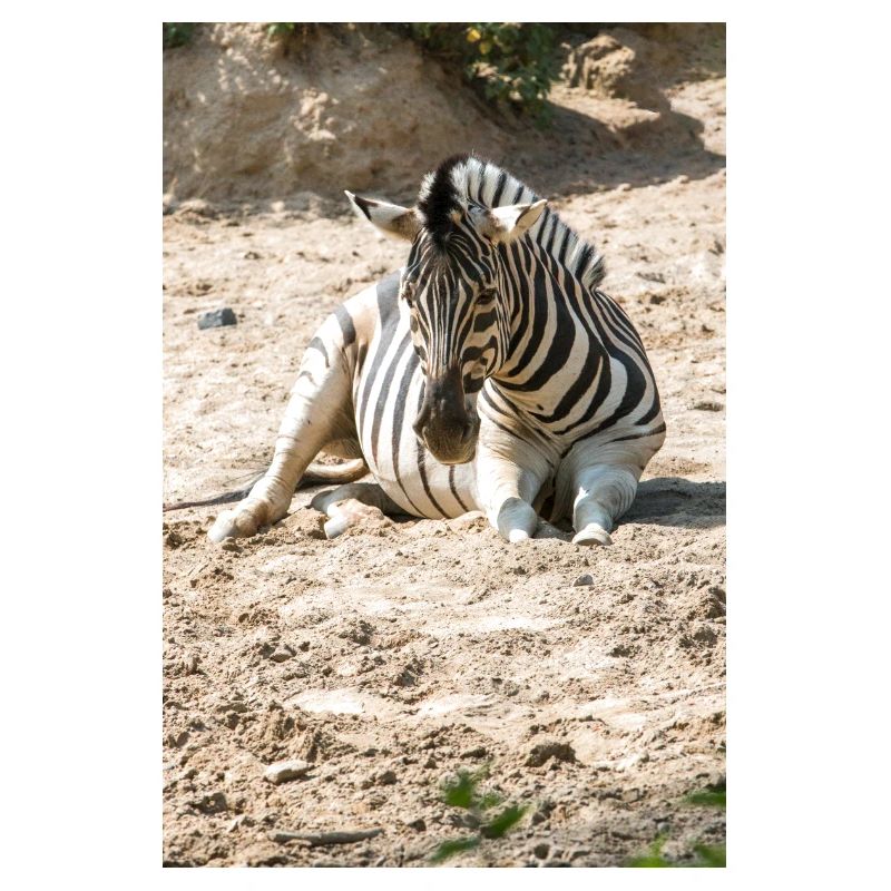 Zebra (auf Deutsch Zebra oder Zebras) Hippotigris